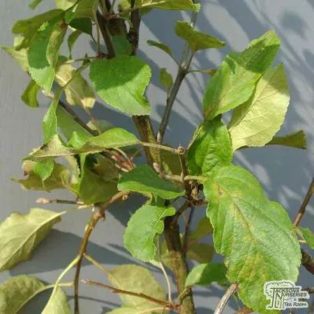 Buy Family Apple Tree online from Jacksons Nurseries