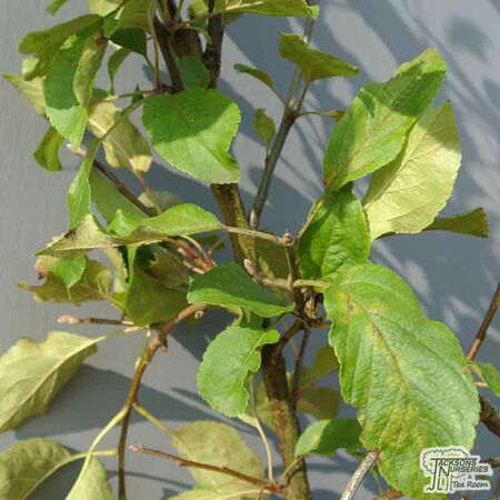Buy Family Apple Tree online from Jacksons Nurseries