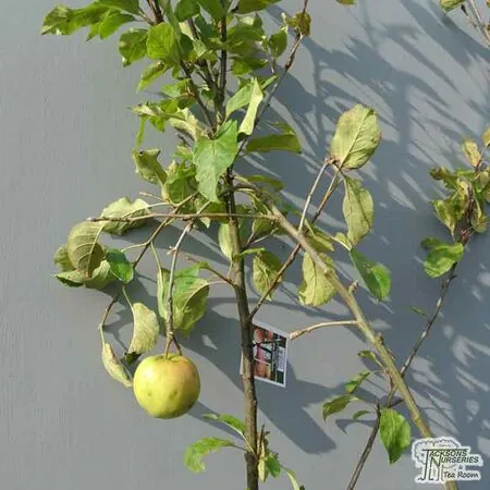 Buy Family Apple Tree online from Jacksons Nurseries