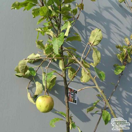 Buy Family Apple Tree online from Jacksons Nurseries