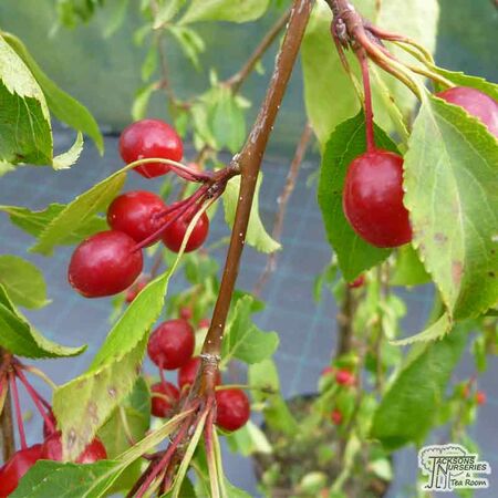 Buy Malus x scheideckeri Red Jade (Weeping Crab Apple) online from Jacksons Nurseries