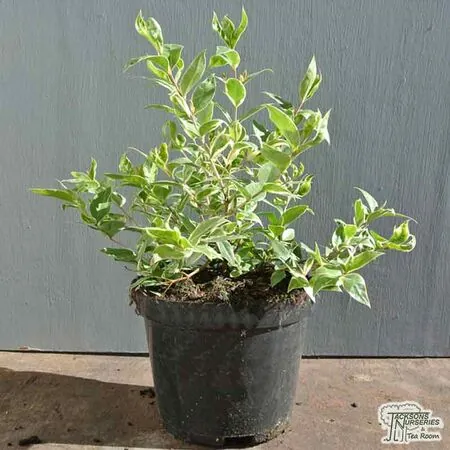 Buy Myrtus communis 'Variegata' online from Jacksons Nurseries