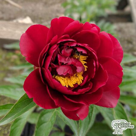 Buy Paeonia 'Cherry Hill' (Peony) online from Jacksons Nurseries