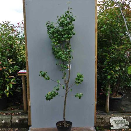 Buy Pear comminis Beurre Hardy online from Jacksons Nurseries