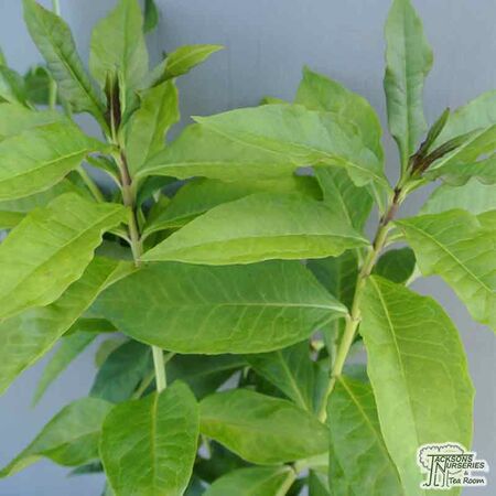 Buy Phlox paniculata Tenor (Garden Phlox) online from Jacksons Nurseries.