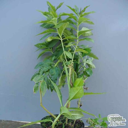 Buy Phlox paniculata Tenor (Garden Phlox) online from Jacksons Nurseries.