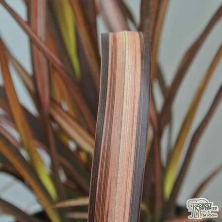 Buy Phormium 'Veneer' (New Zealand Flax) online from Jacksons Nurseries