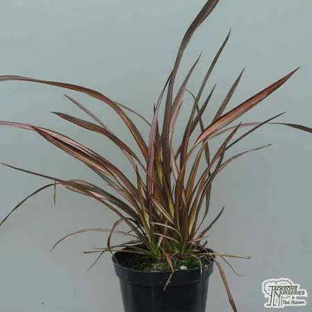 Buy Phormium 'Veneer' (New Zealand Flax) online from Jacksons Nurseries