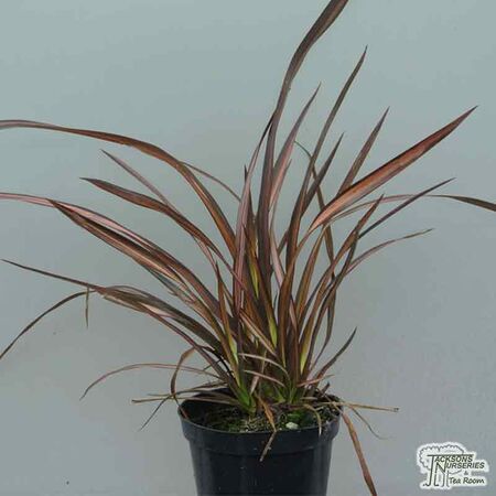 Buy Phormium 'Veneer' (New Zealand Flax) online from Jacksons Nurseries