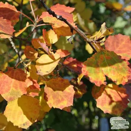 Buy Populus tremula (Aspen) online from Jacksons Nurseries