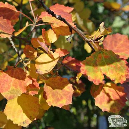 Buy Populus tremula (Aspen) online from Jacksons Nurseries