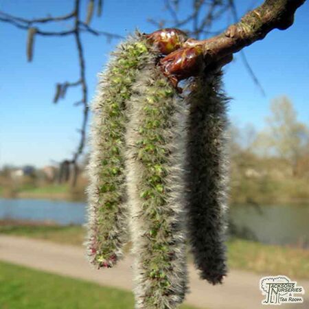 Buy Populus tremula (Aspen) online from Jacksons Nurseries
