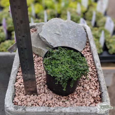 Buy Pratia pedunculata ‘Treadwellii’ online from Jacksons Nurseries