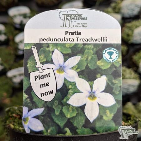 Buy Pratia pedunculata ‘Treadwellii’ online from Jacksons Nurseries
