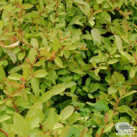 Buy Pyracantha 'Golden Paradise' (Firethorn) online from Jacksons Nurseries