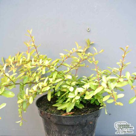 Buy Pyracantha 'Golden Paradise' (Firethorn) online from Jacksons Nurseries