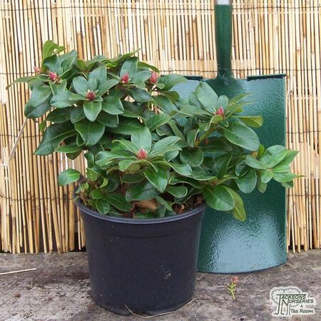 Buy Rhododendron Scarlet Wonder (Dwarf Rhododendron) online from Jacksons Nurseries