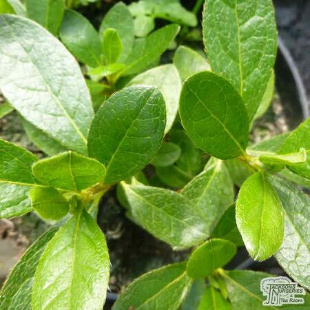 Buy Rhododendron azalea 'Bloom-a-thon Purple' online from Jacksons Nurseries