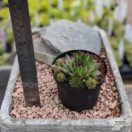 Buy Sempervivum hybrids (Houseleek) online from Jacksons Nurseries