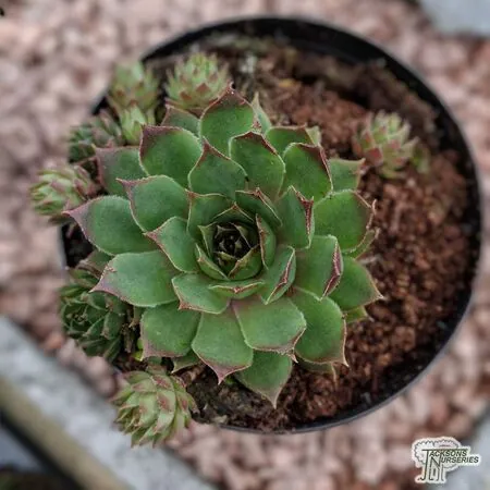 Buy Sempervivum hybrids (Houseleek) online from Jacksons Nurseries