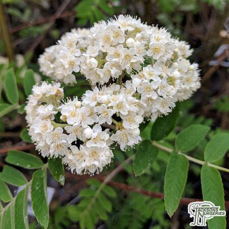 Buy Sorbus aucuparia Apricot Queen (Moutain Ash) online from Jacksons Nurseries