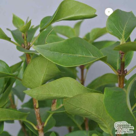 Buy Syringa vulgaris Katherine Havemeyer (Common Lilac) online from Jacksons Nurseries