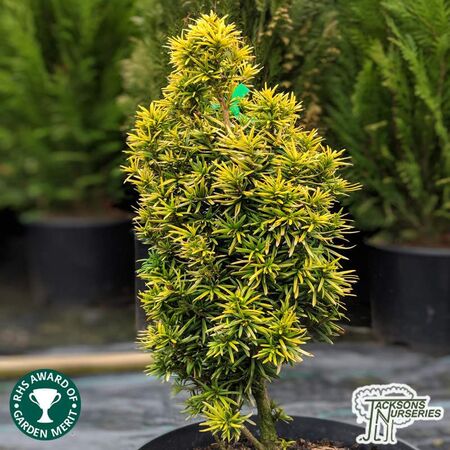 BuTaxus baccata 'Standishii' online from Jacksons Nurseries