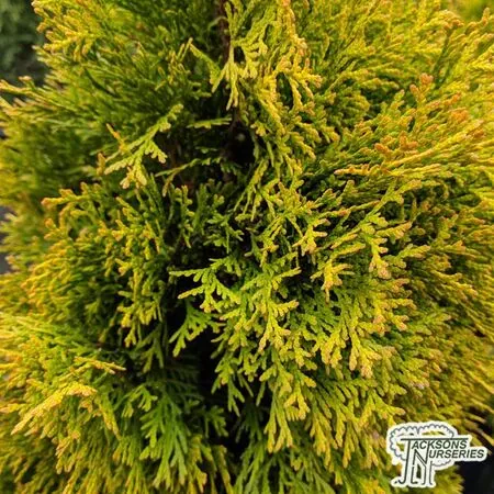 Buy Thuja occidentalis 'Holmstrup Yellow' online from Jacksons Nurseries