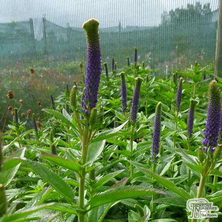 Buy Veronica spicata 'Christa' online from Jacksons Nurseries