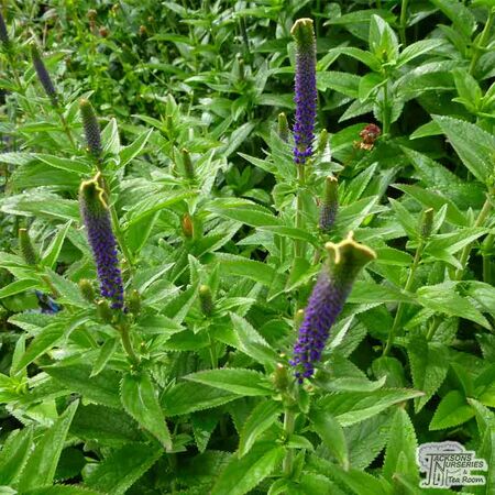 Buy Veronica spicata 'Christa' online from Jacksons Nurseries
