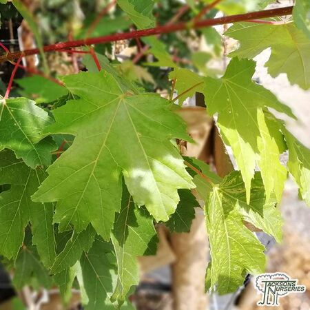 Buy Acer x freemanii (Freeman Maple) online from Jacksons Nurseries