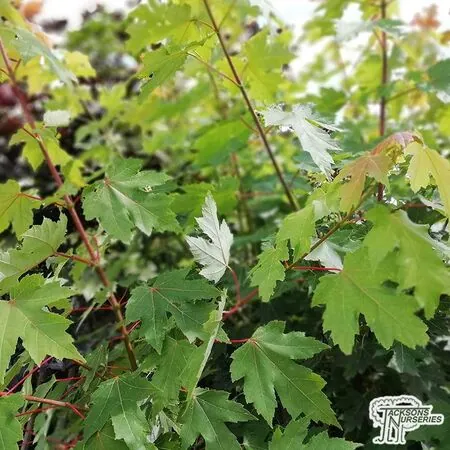 Buy Acer x freemanii 'Autumn Blaze' (Freeman Maple) online from Jacksons Nurseries