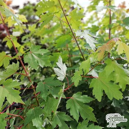 Buy Acer x freemanii 'Autumn Blaze' (Freeman Maple) online from Jacksons Nurseries