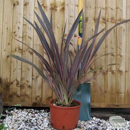 Buy Phormium Pink Stripe (New Zealand Flax) online from Jacksons Nurseries