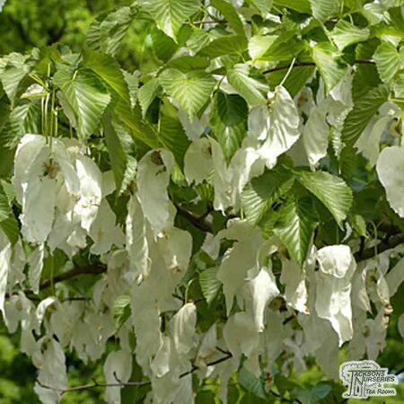 Buy Davidia involucrata Dove Tree online from Jacksons Nurseries