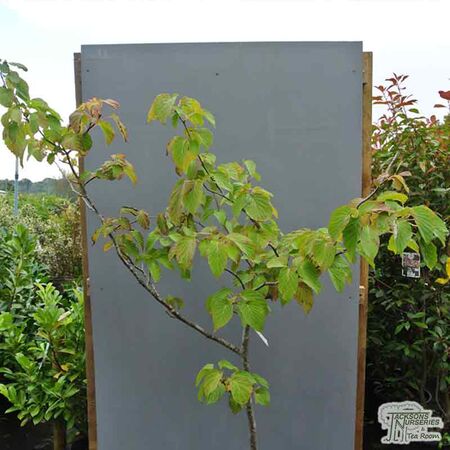 Buy Davidia involucrata Dove Tree online from Jacksons Nurseries