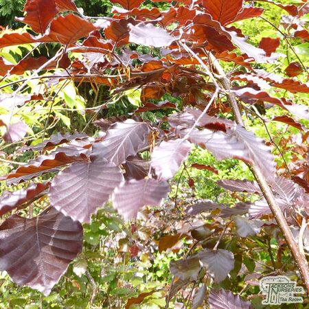 Buy Fagus sylvatica Atropurpurea Group (Tree) (Purple European Beach) online from Jacksons Nurseries