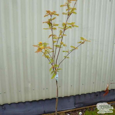 Buy Sorbus aucuparia 'Sunshine' (Moutain Ash) online from Jacksons Nurseries