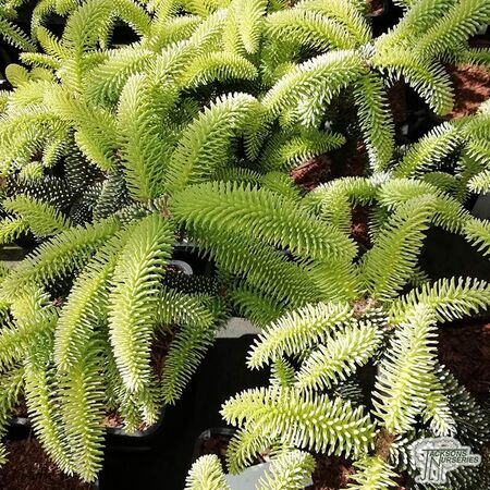 Buy Abies pinsapo 'Aurea' online from Jacksons Nurseries