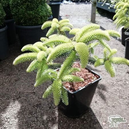 Buy Abies pinsapo 'Aurea' online from Jacksons Nurseries
