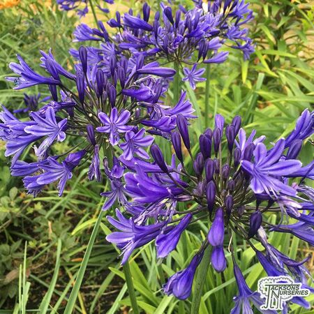 Buy Agapanthus Black Pantha (African Lily) online from Jacksons Nurseries