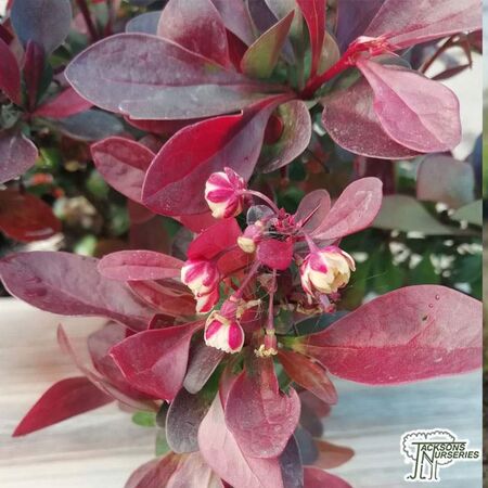 Buy Berberis thunbergii f. atropurpurea Atropurpurea Nana (Barberry) online from Jacksons Nurseries