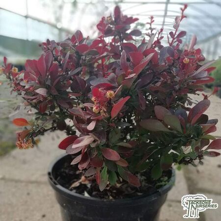 Buy Berberis thunbergii f. atropurpurea Atropurpurea Nana (Barberry) online from Jacksons Nurseries