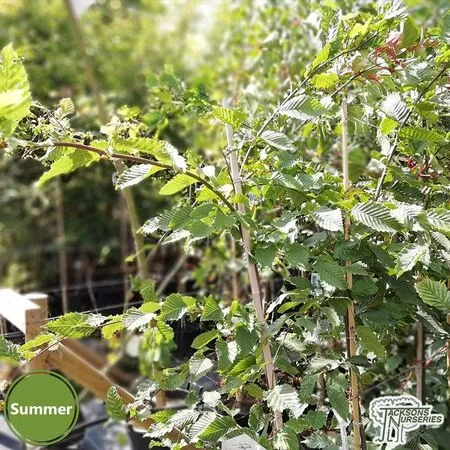 Buy Carpinus betulus 'Rockhampton Red' online from Jacksons Nurseries.
