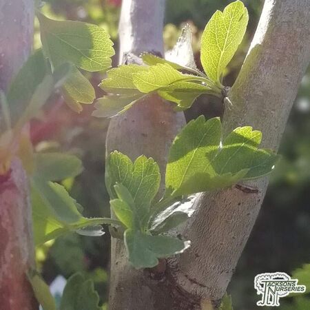 Buy Crataegus laevigata Rosea Flore Pleno (Midland Hawthorn) online from Jacksons Nurseries