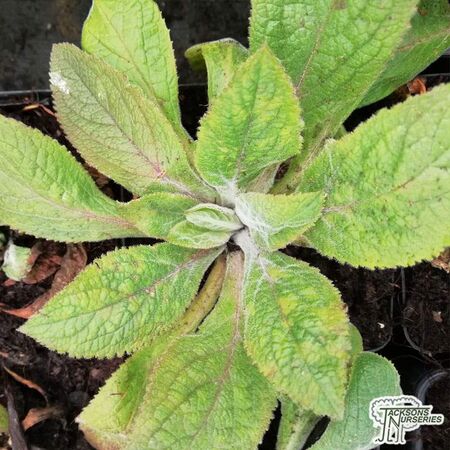 Buy Digitalis 'Foxlight Plum Gold' (Foxgloves) online from Jacksons Nurseries.