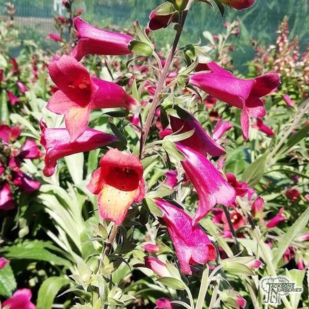 Buy Digitalis 'Illumination Raspberry' (Foxglove) online from Jacksons Nurseries.