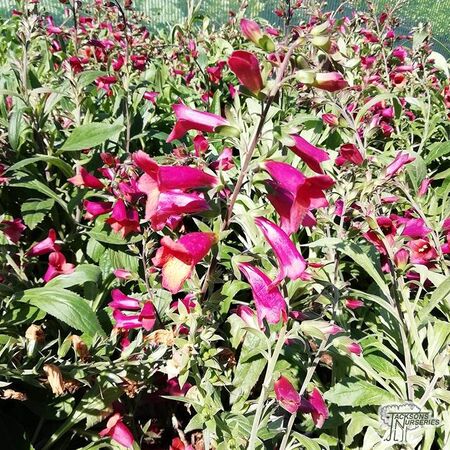 Buy Digitalis 'Illumination Raspberry' (Foxglove) online from Jacksons Nurseries.