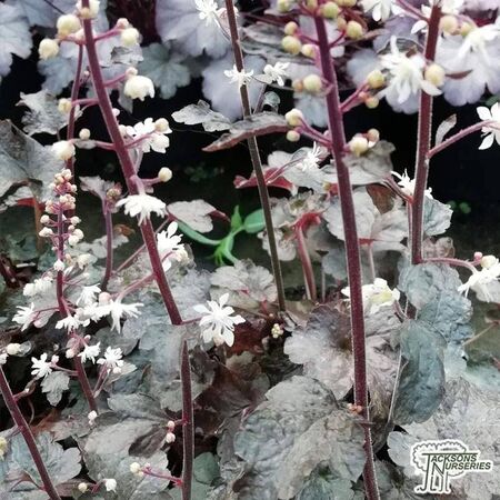 Buy Heucherella 'Quicksilver' online from Jacksons Nurseries