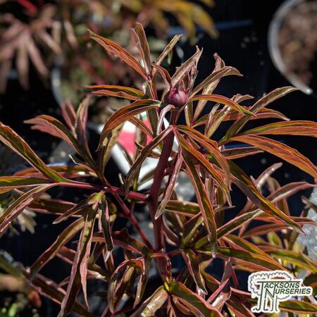 Buy Paeonia 'Cherry Hill' (Peony) online from Jacksons Nurseries